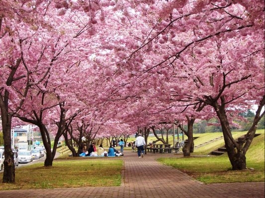 Oyama 2,000 Cherry Blossoms Festival