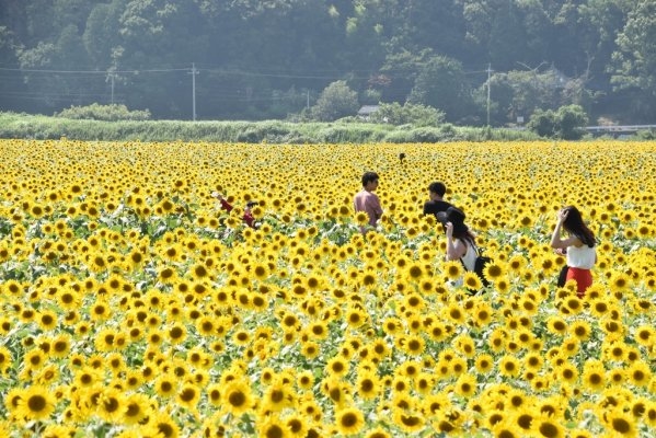 Mashiko Sunflower Festival