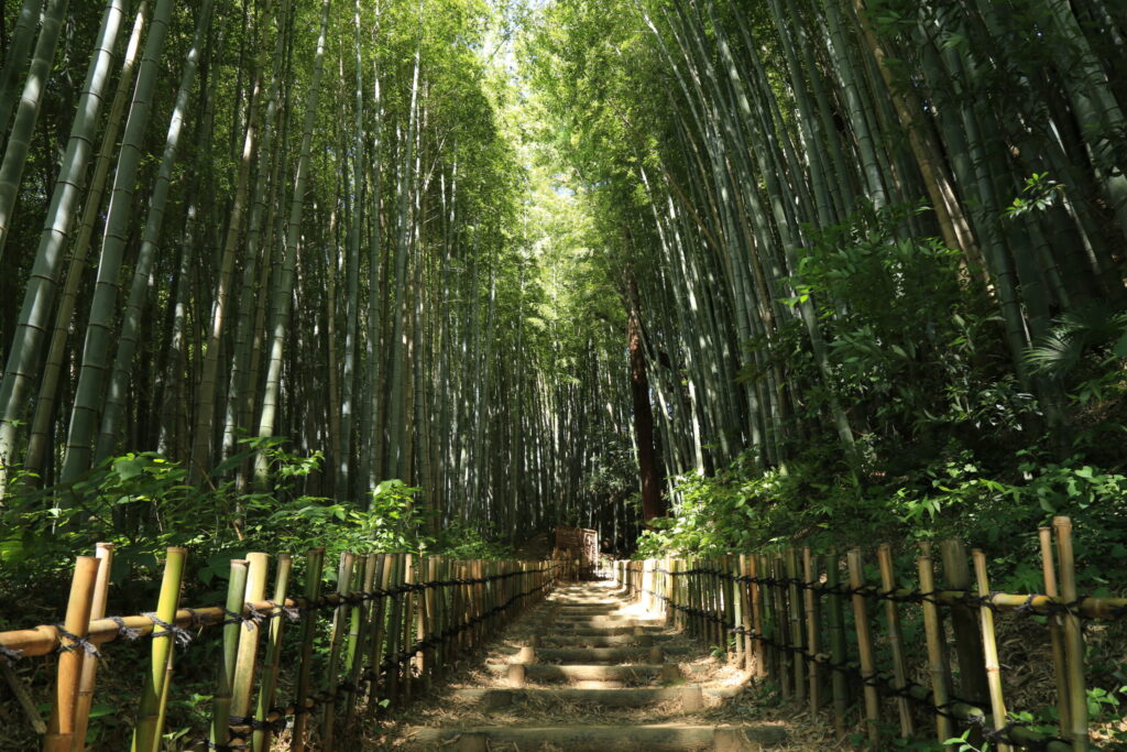 Walk through the bamboo forest of Hiyodori-zaka