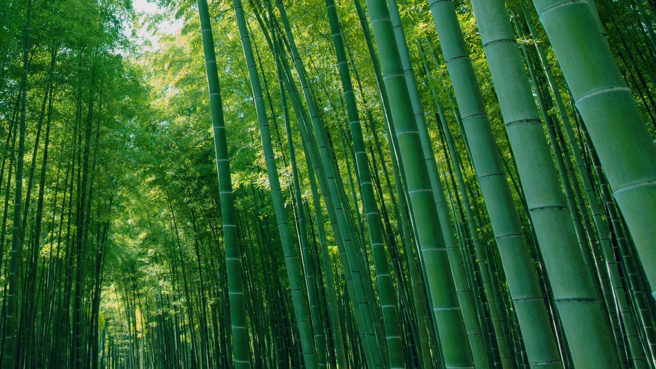 Wakayama Farm Bamboo Forest