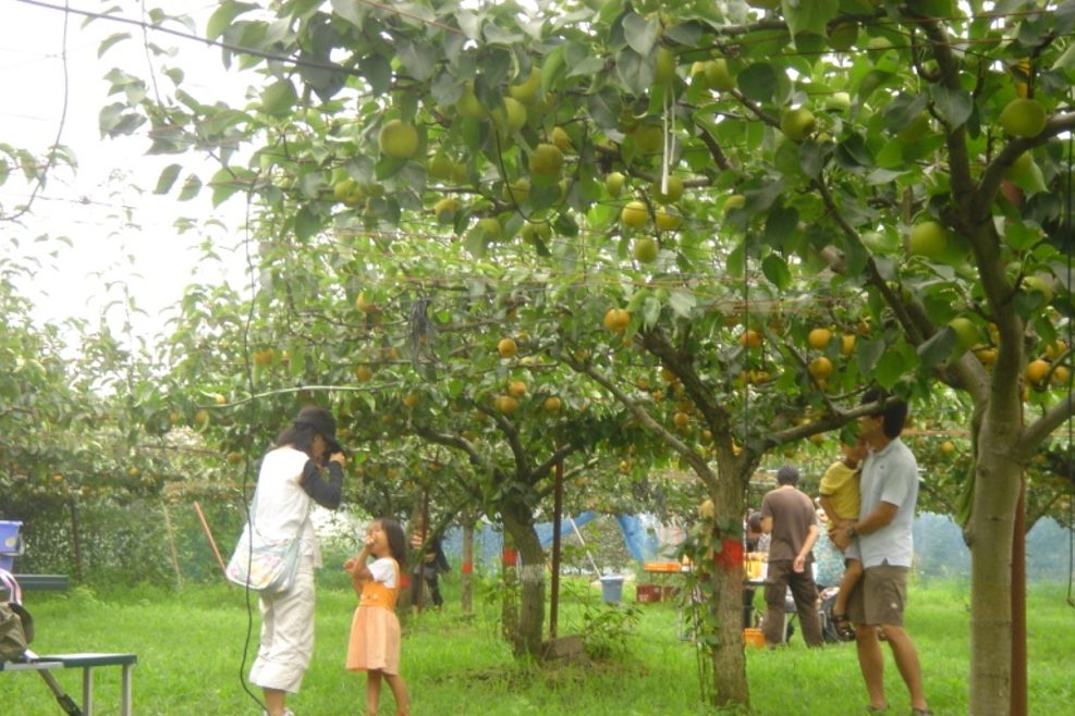 Kaneda Orchard