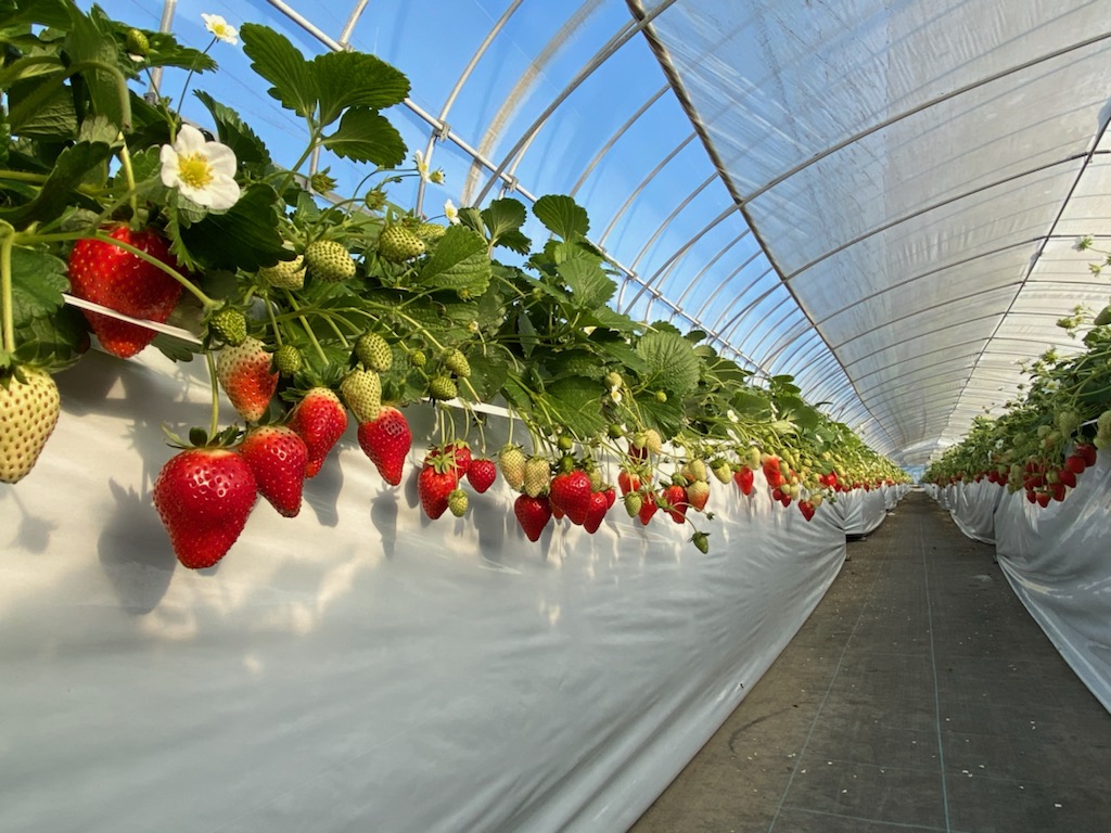 Sano Agritourism Farm ‘Agritown’