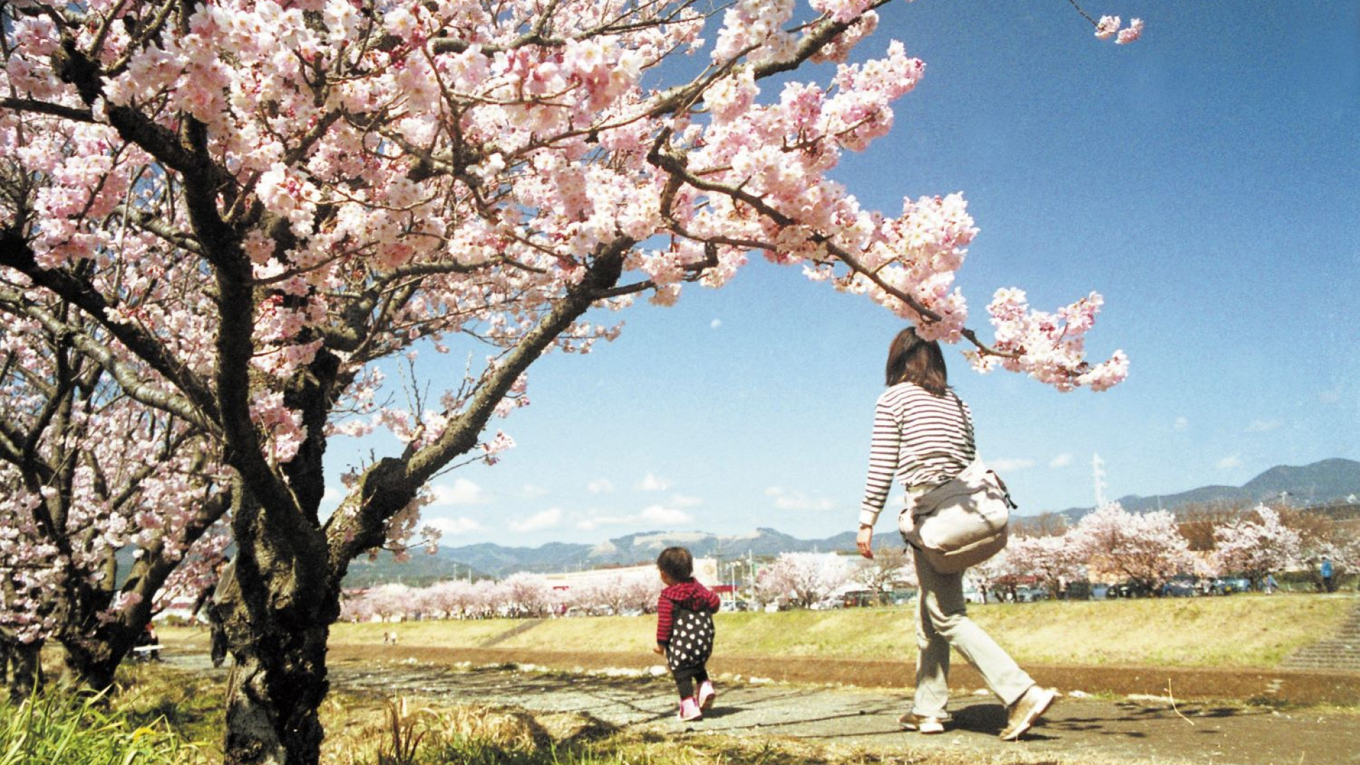 Harukimichi and Shiawasemichi