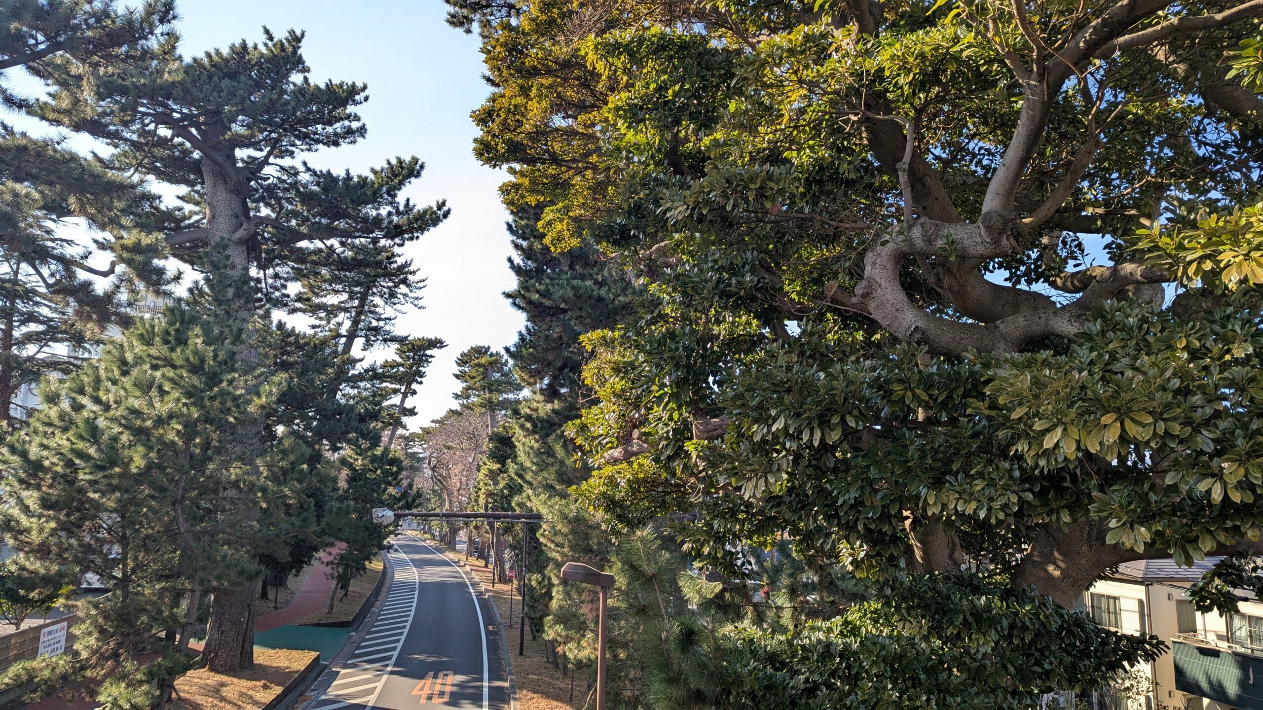 Tokaido Pine Tree Avenue