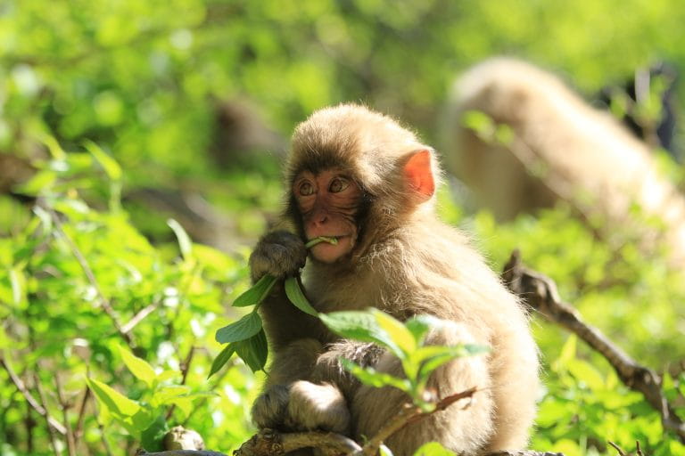 Jigokudani Yaen-Koen