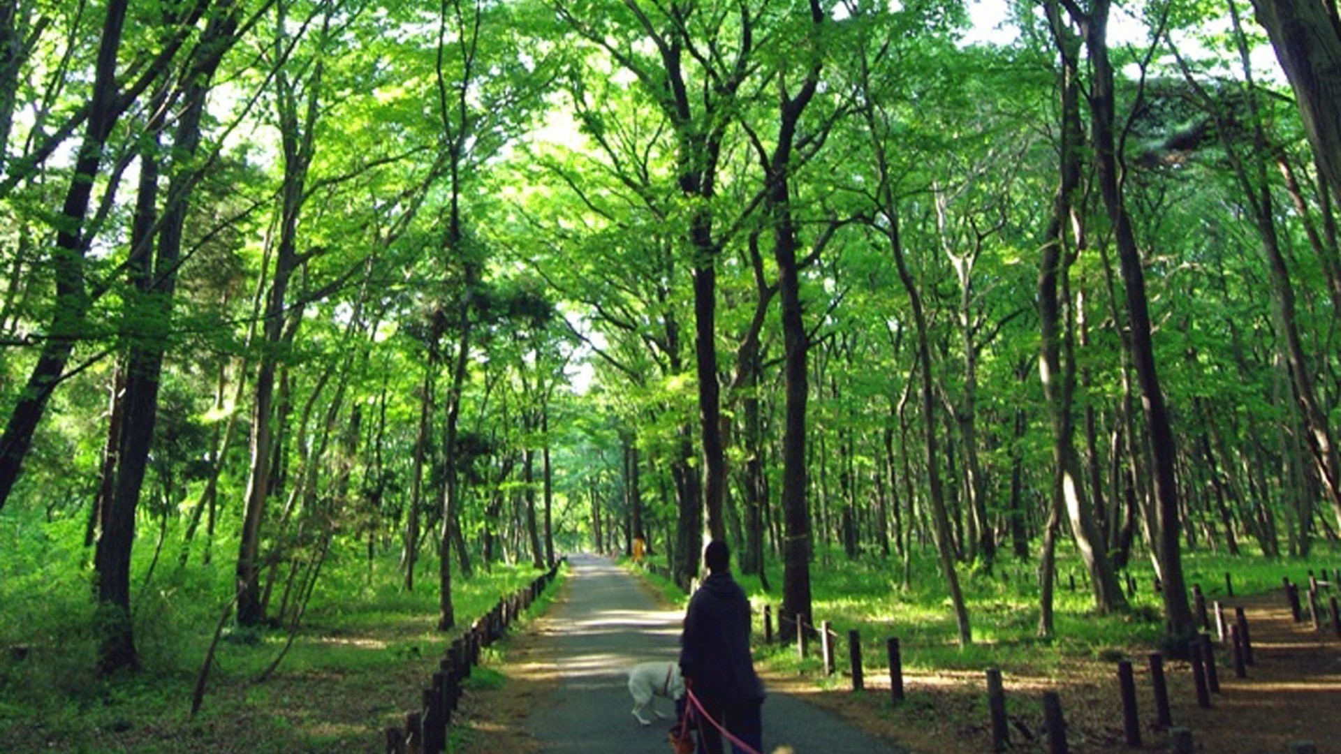 Komorebi no Mori