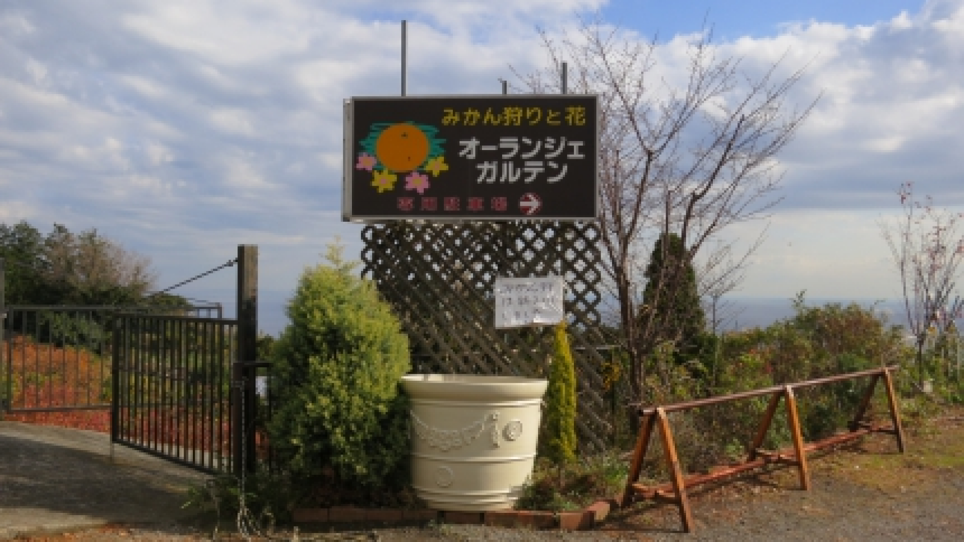 Orange Garden (Orange Picking)