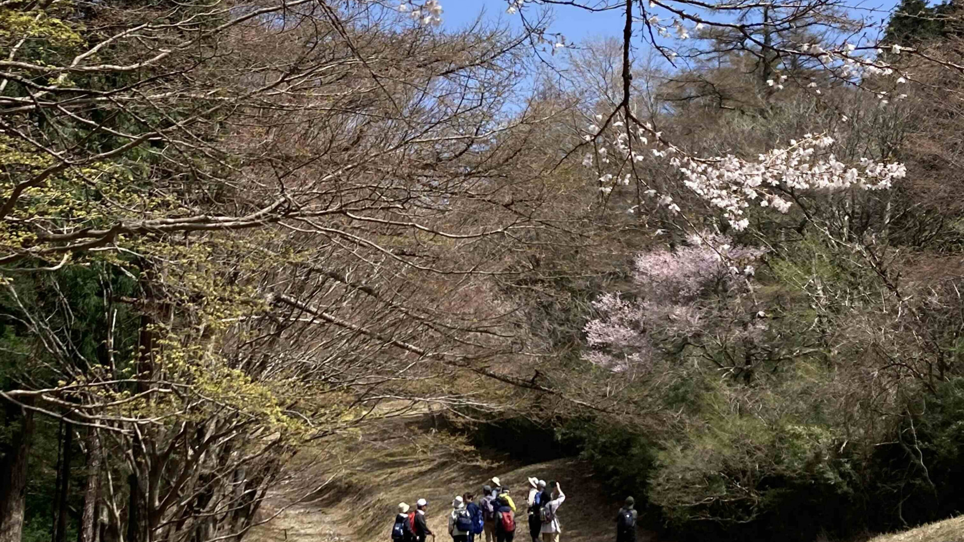 Hiking Trails in Hakone with a Volunteer Guide