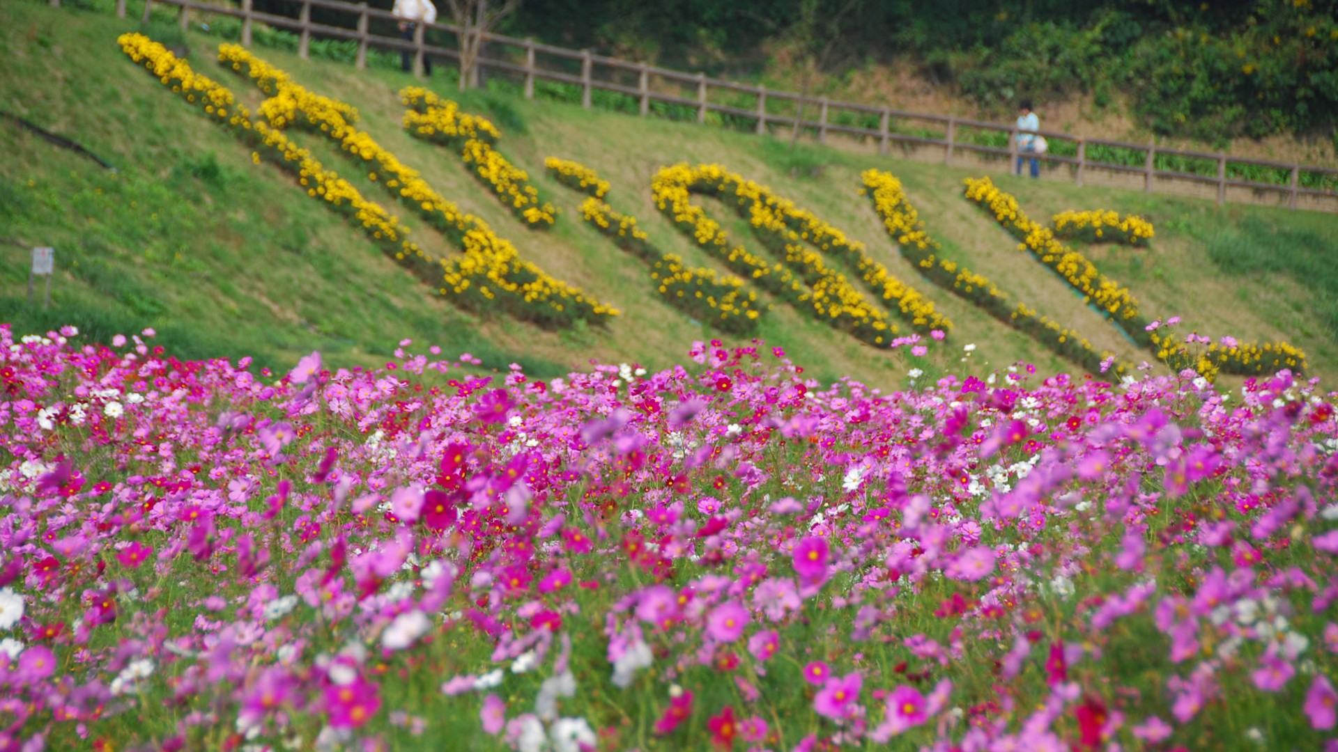 Yokosuka Kurihama Flower Park