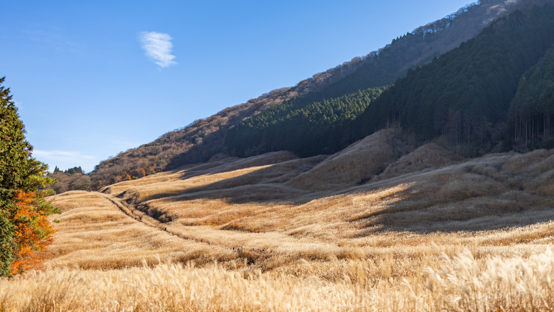 Sengokuhara Susuki Grass Fields