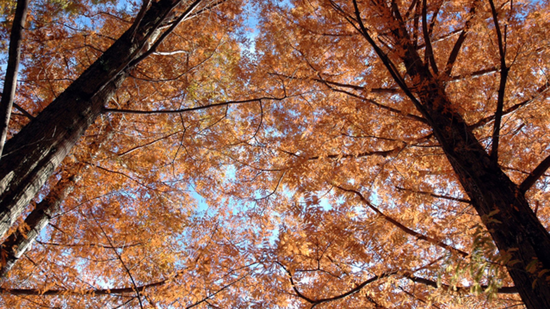 Metasequoia Forest
