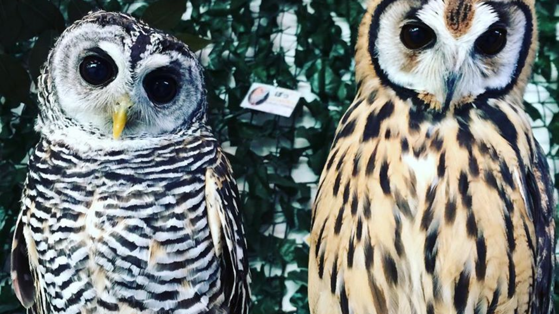 Owl cafe Shonan Awl Park