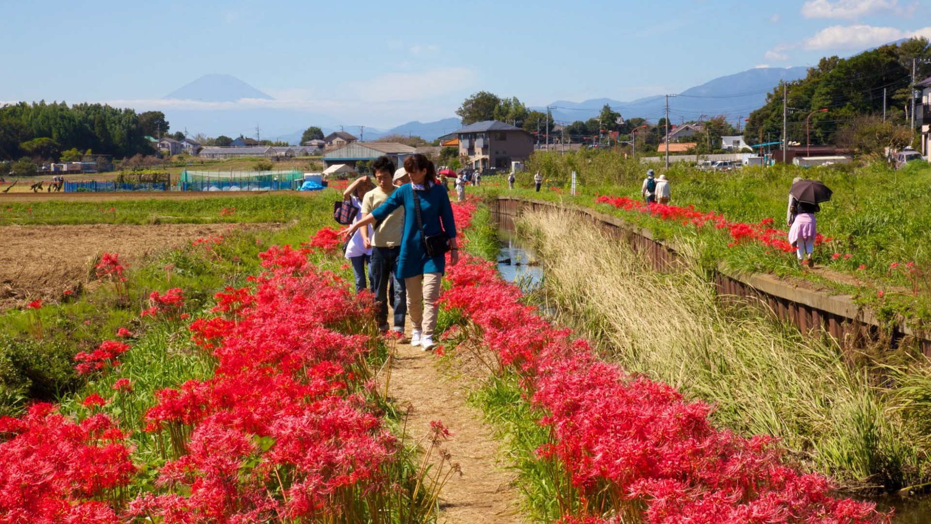 Koidegawa Red Spider Lily Festival