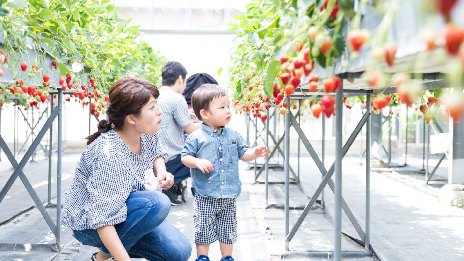 Strawberry House Ebina