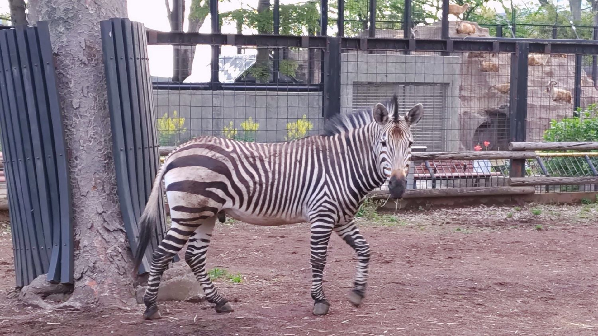 Yumemigasaki Zoo