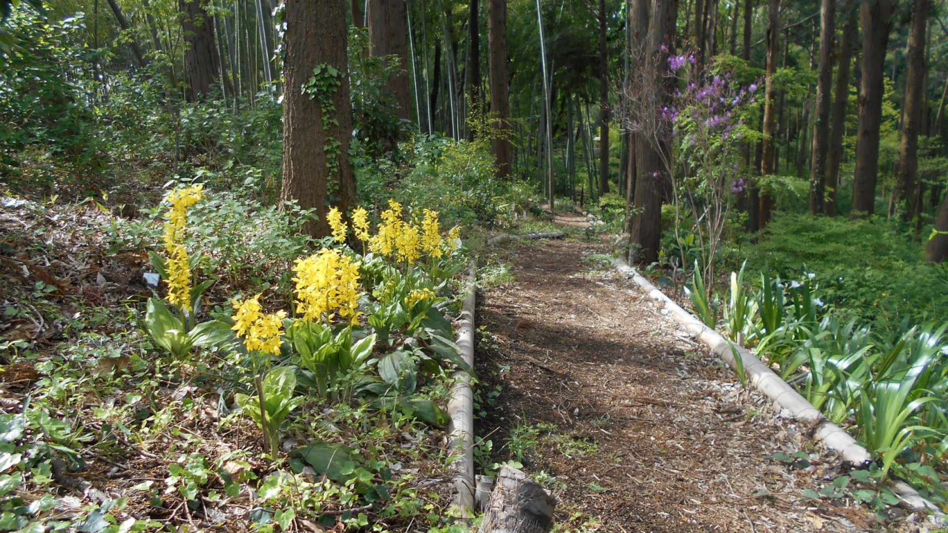 Endo Mahoroba no Sato Fujisawa Calanthe-Lily Garden