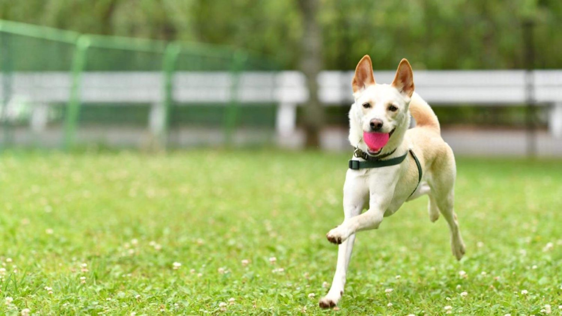 Yadoriki Seven Star Dog Park & Cafe