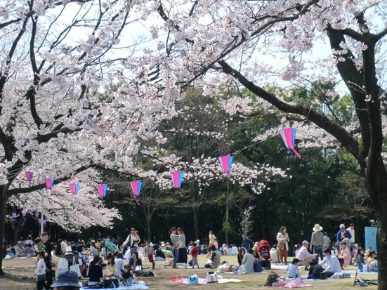 Kashi-no-Mori Park