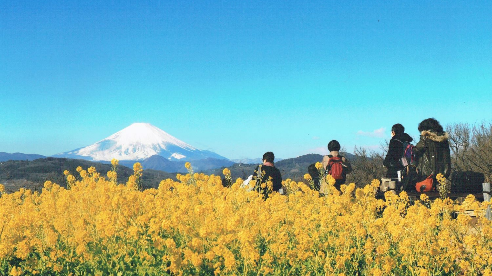 Ninoya (in Shonan Ninomiya Town Tourist Association, local products and souvenir store)