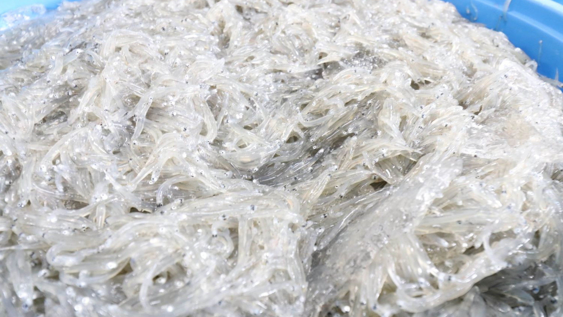 Shonan Shirasu (boiled whitebait)