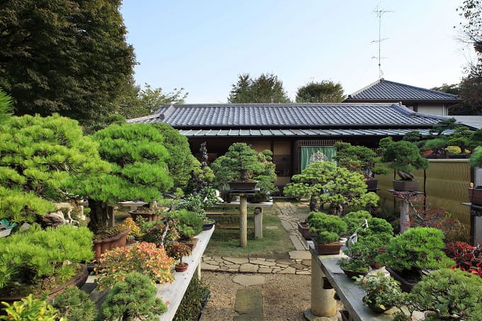 Omiya Bonsai Village