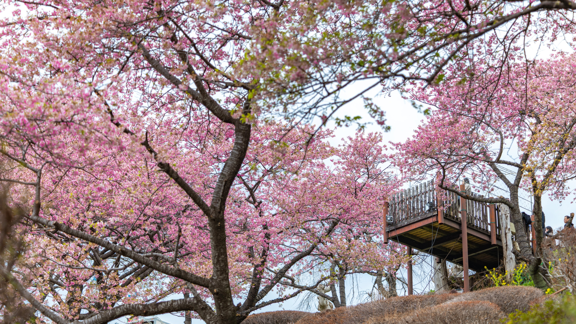 Matsuda Cherry Blossom Festival