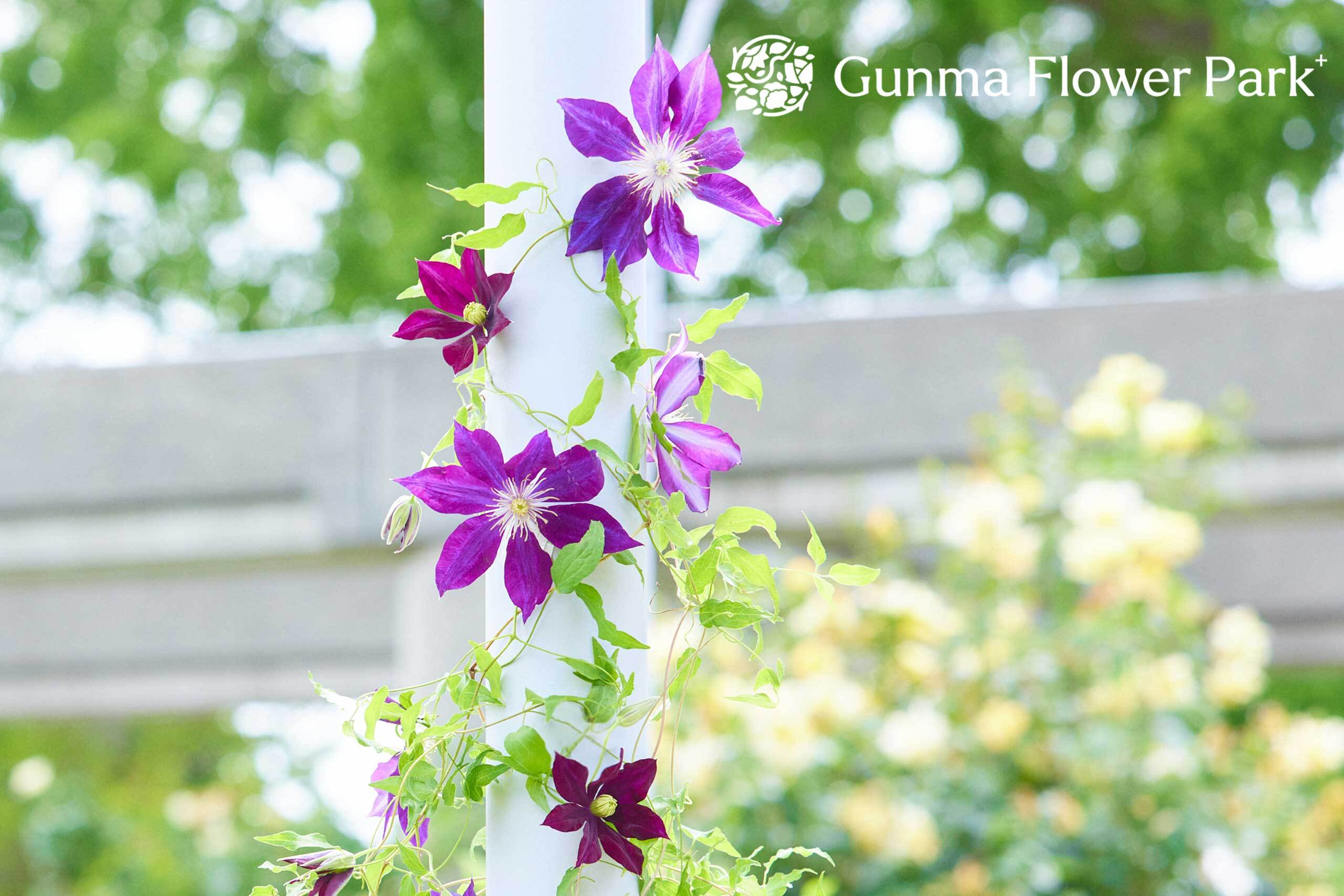 Gunma Flower Park +