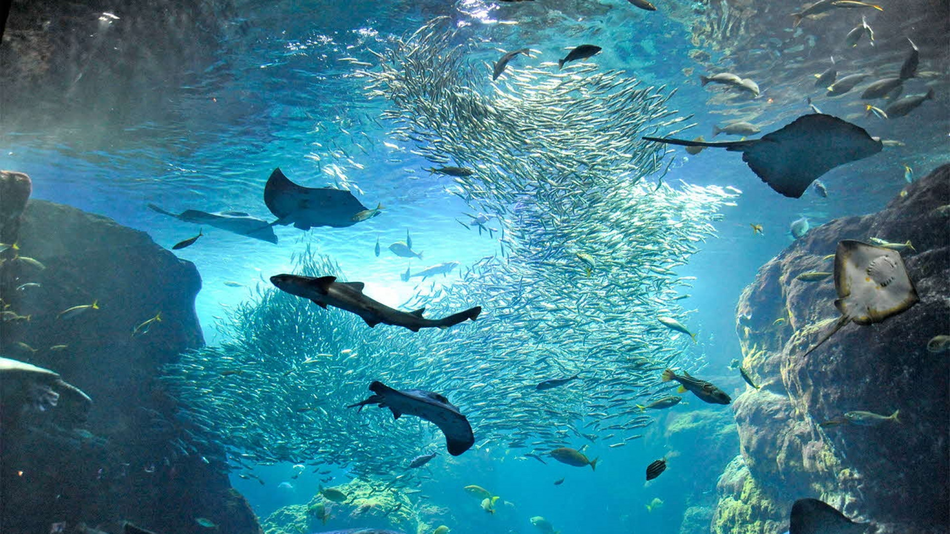 Enoshima Aquarium