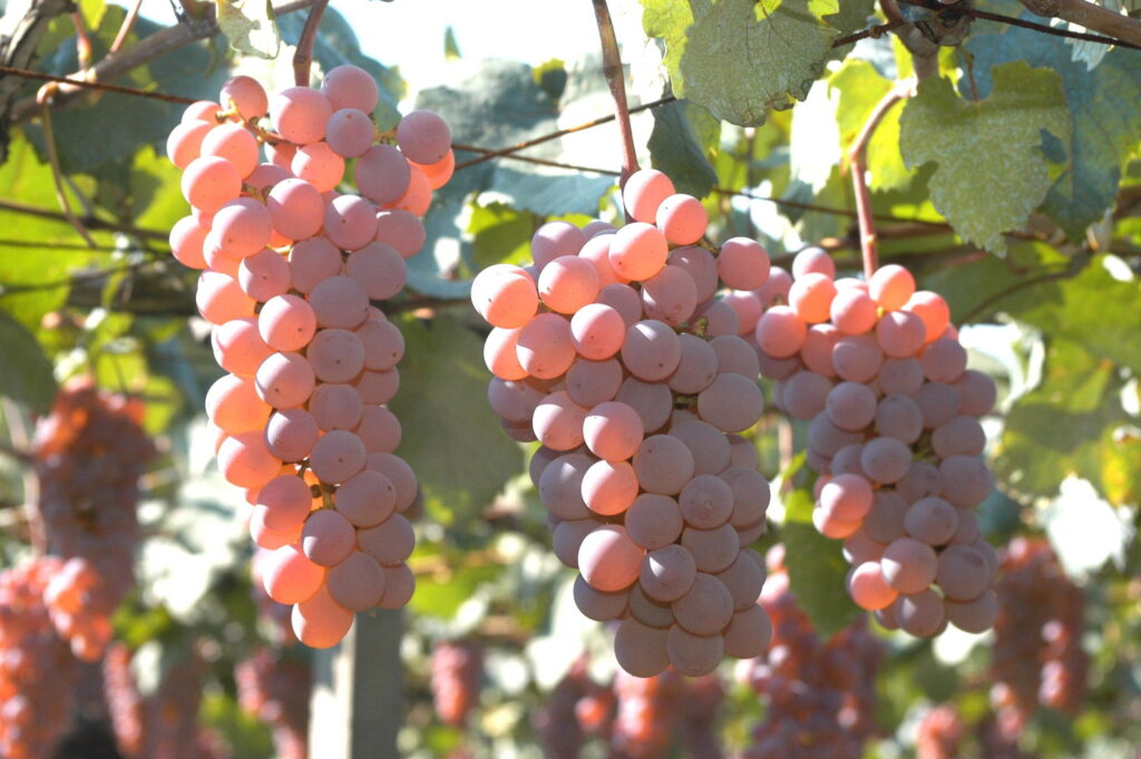 Sip on some history while learning about the wine culture of Yamanashi.