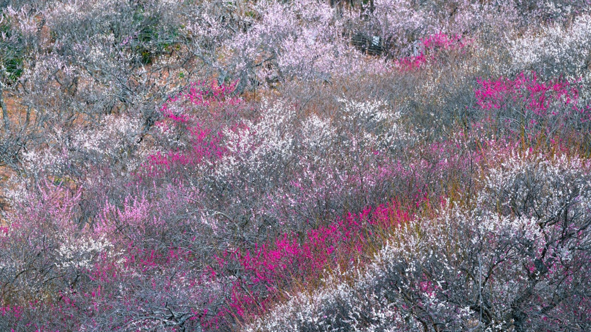 Yugawara Plum Grove “Banquet of Ume (Plums)”