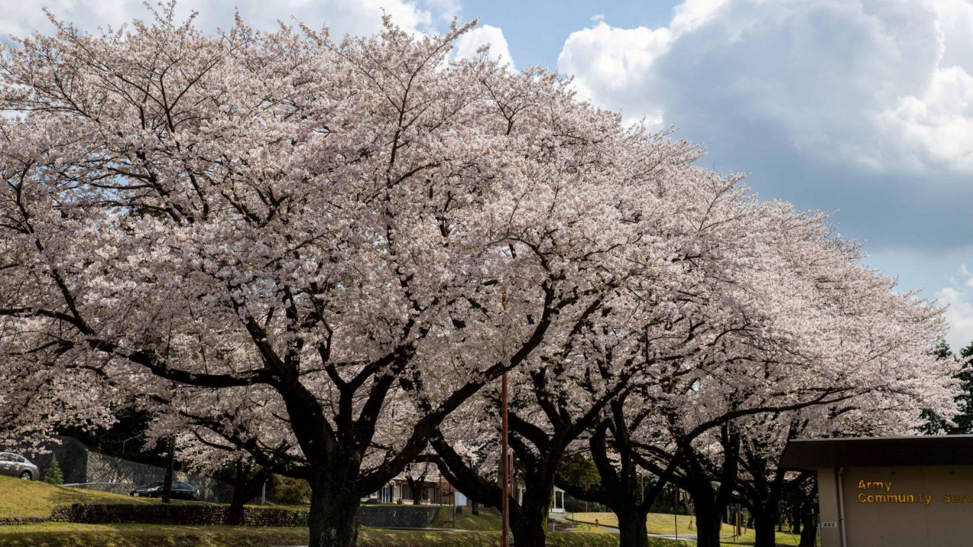 U.S.-Japan Friendship Cherry Blossom Festival