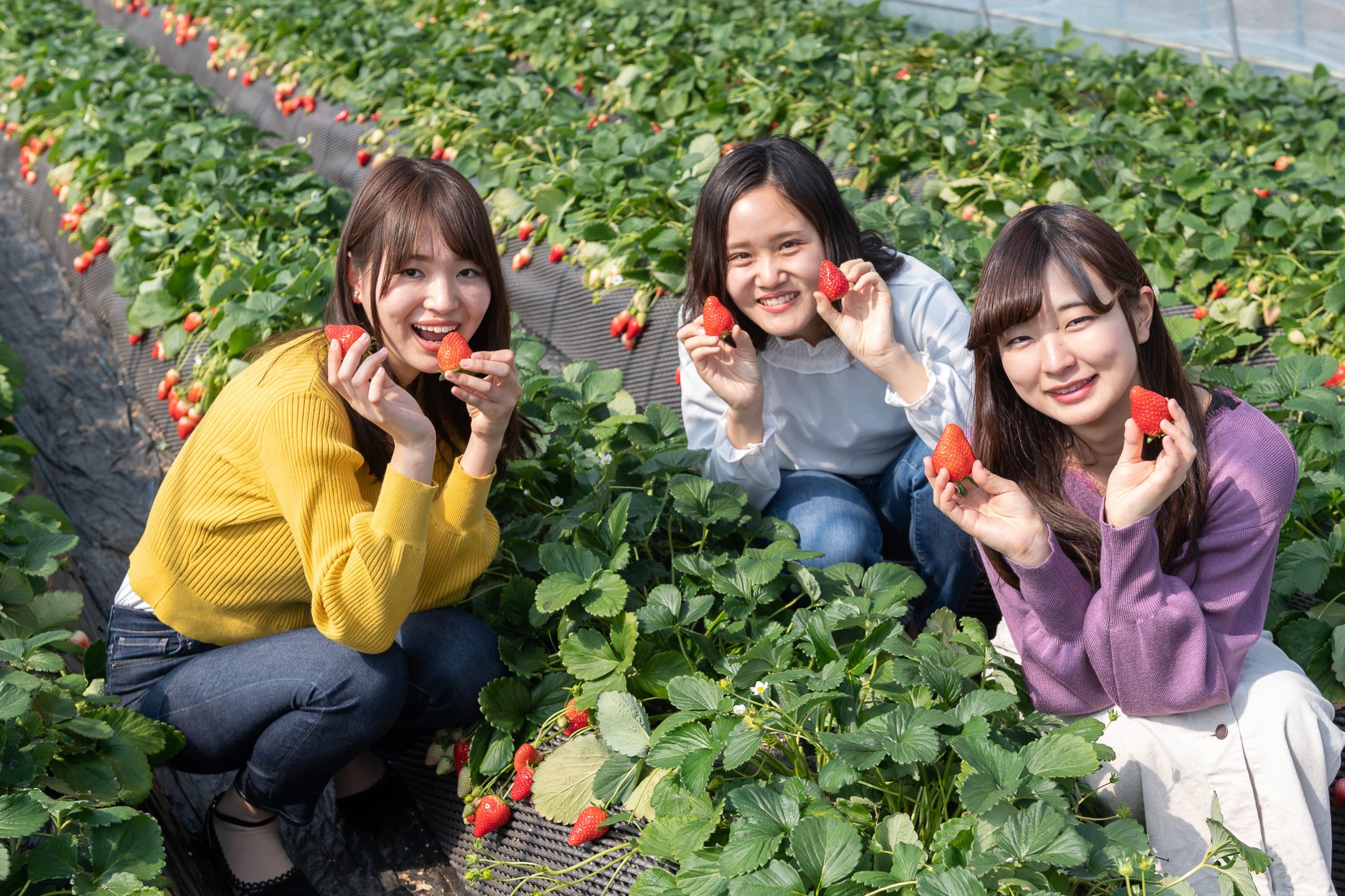Ichigo-no-Sato Farm