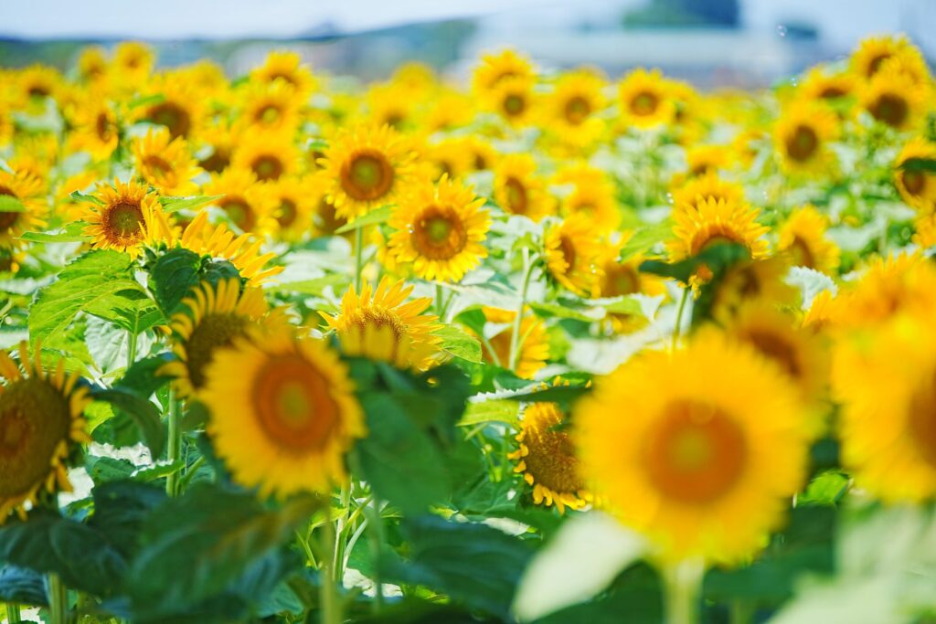 “maa honey” and Local Products