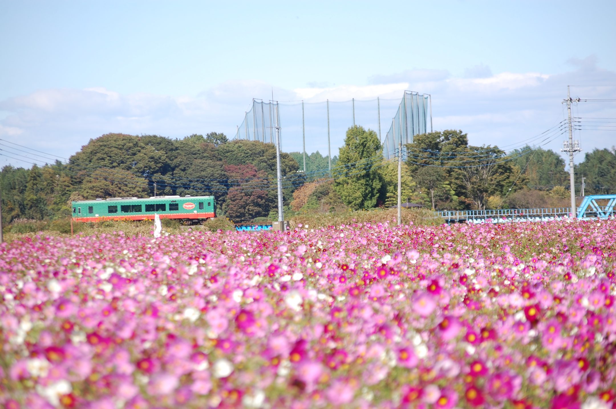Cosmos Festival(Mashiko Town)