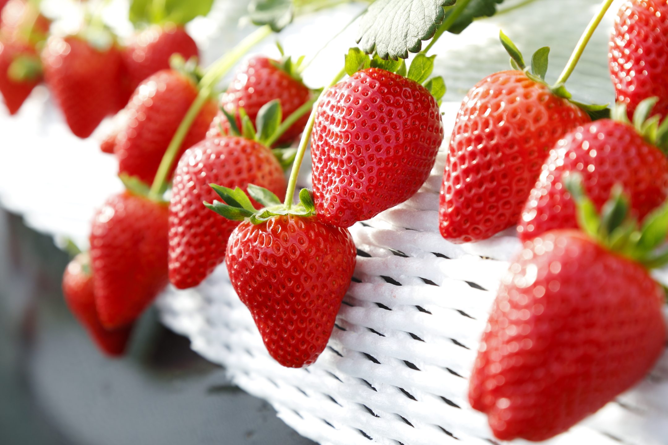 Nasu Kogen Ichigo no Mori Strawberry Picking Farm