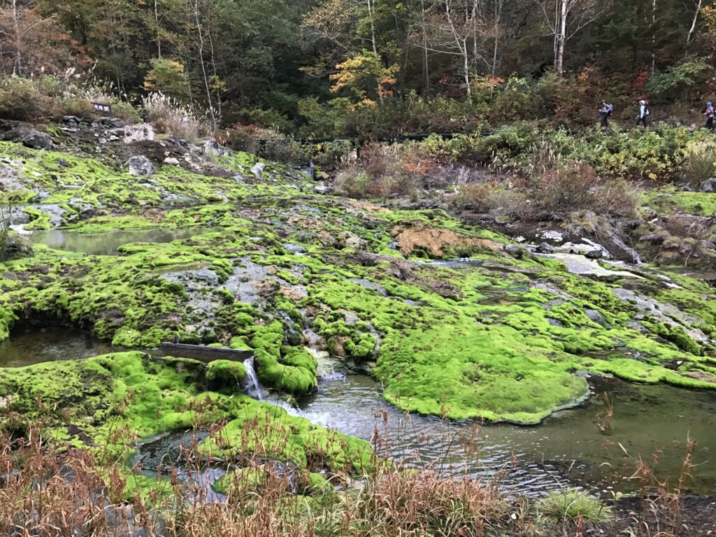 New Life in an Old Mine