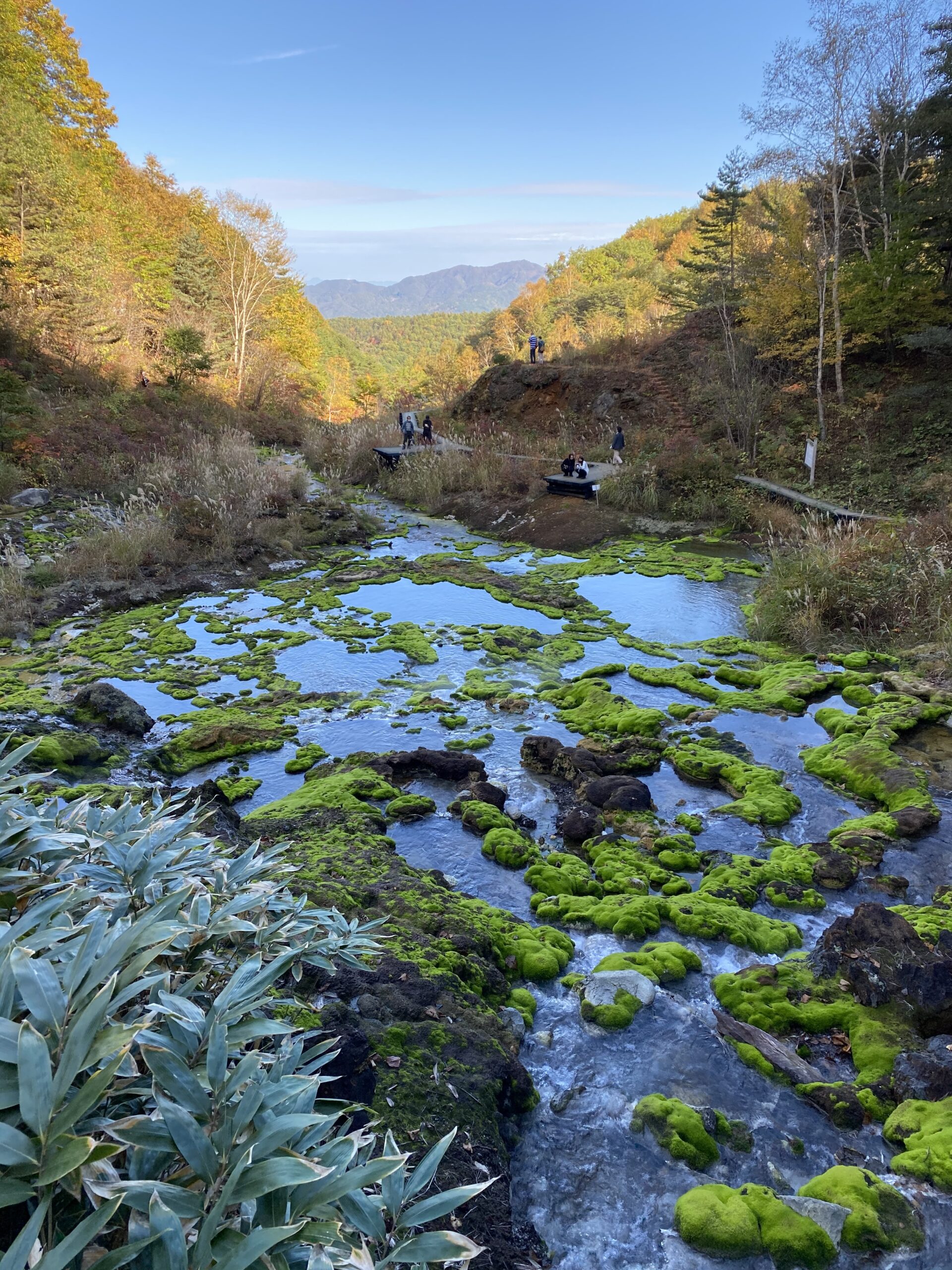 Chatsubomi Moss Park