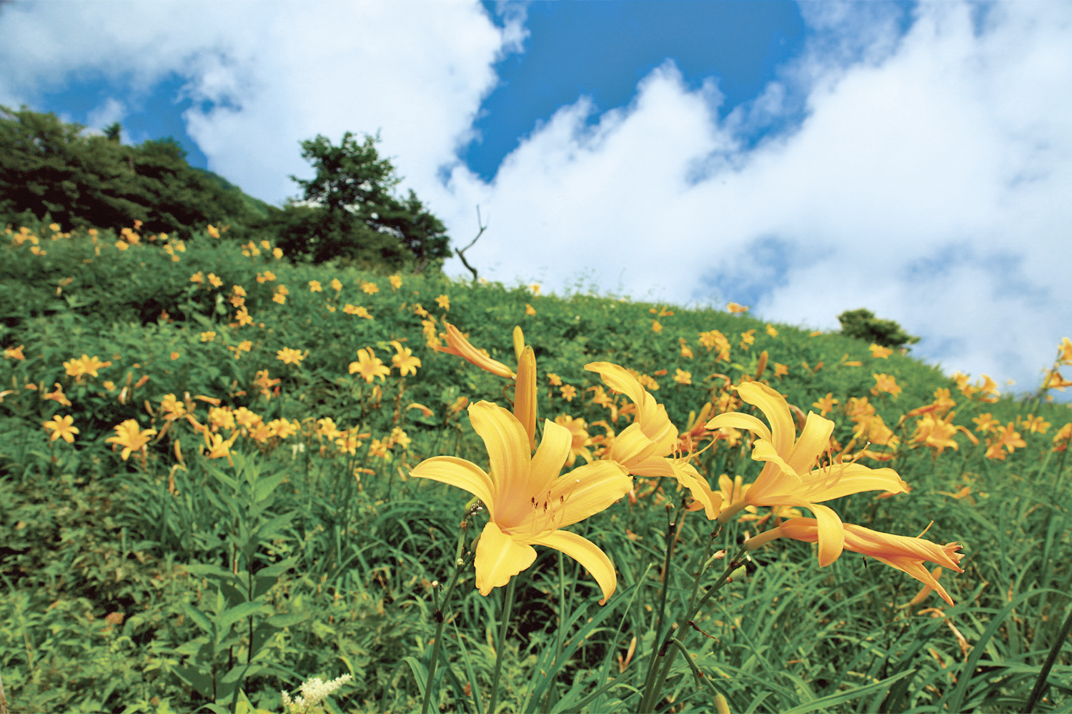 Kirifuri-kogen Highland (Kirifuri-kohgen)