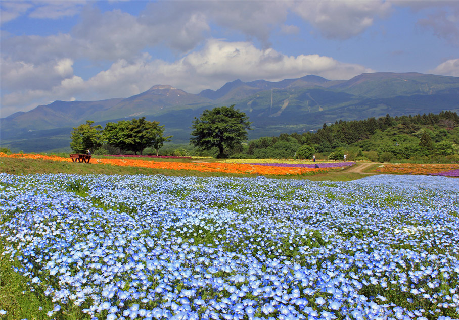 Nasu Flower World