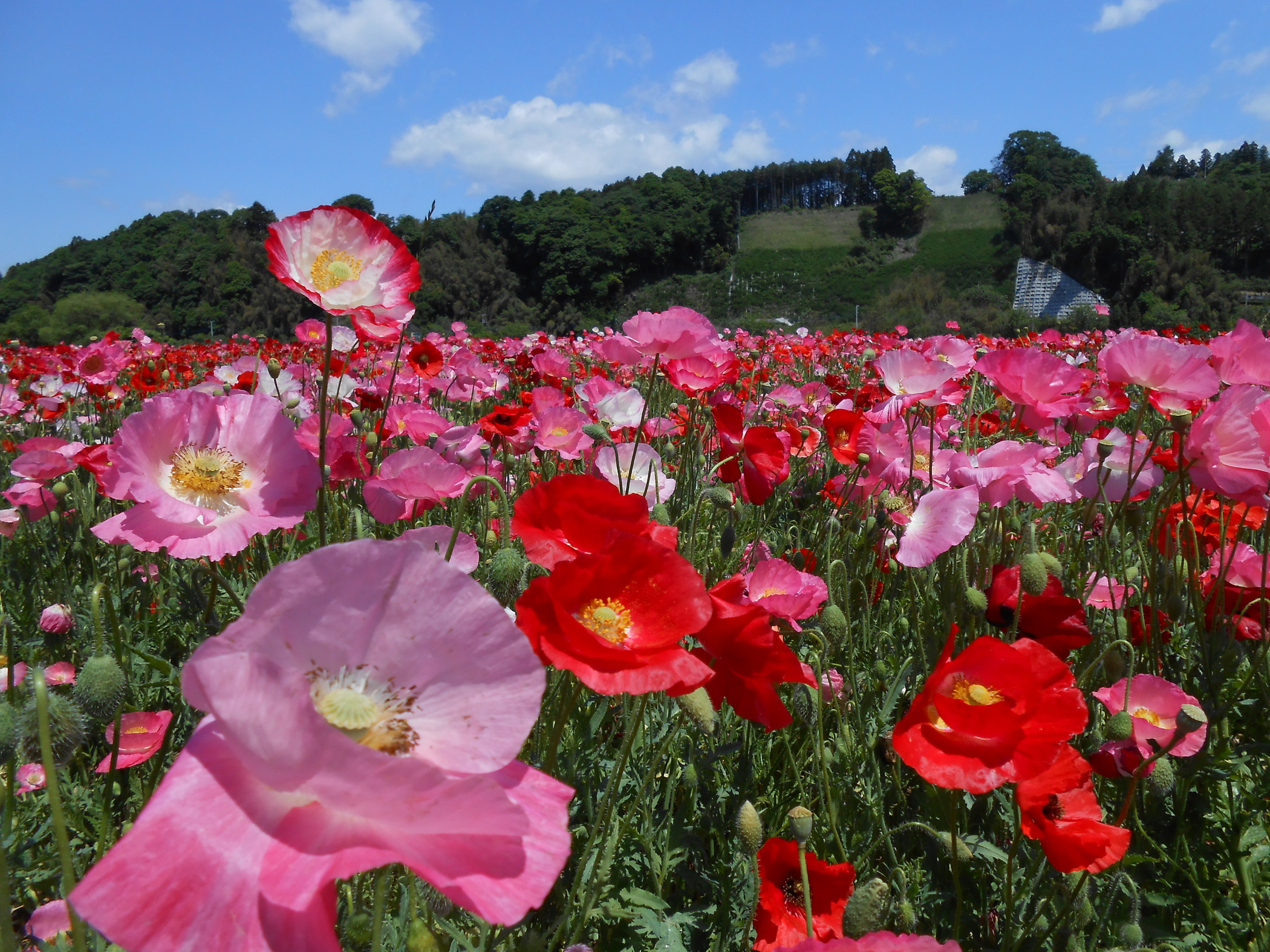 Kitsuregawa Poppy Field
