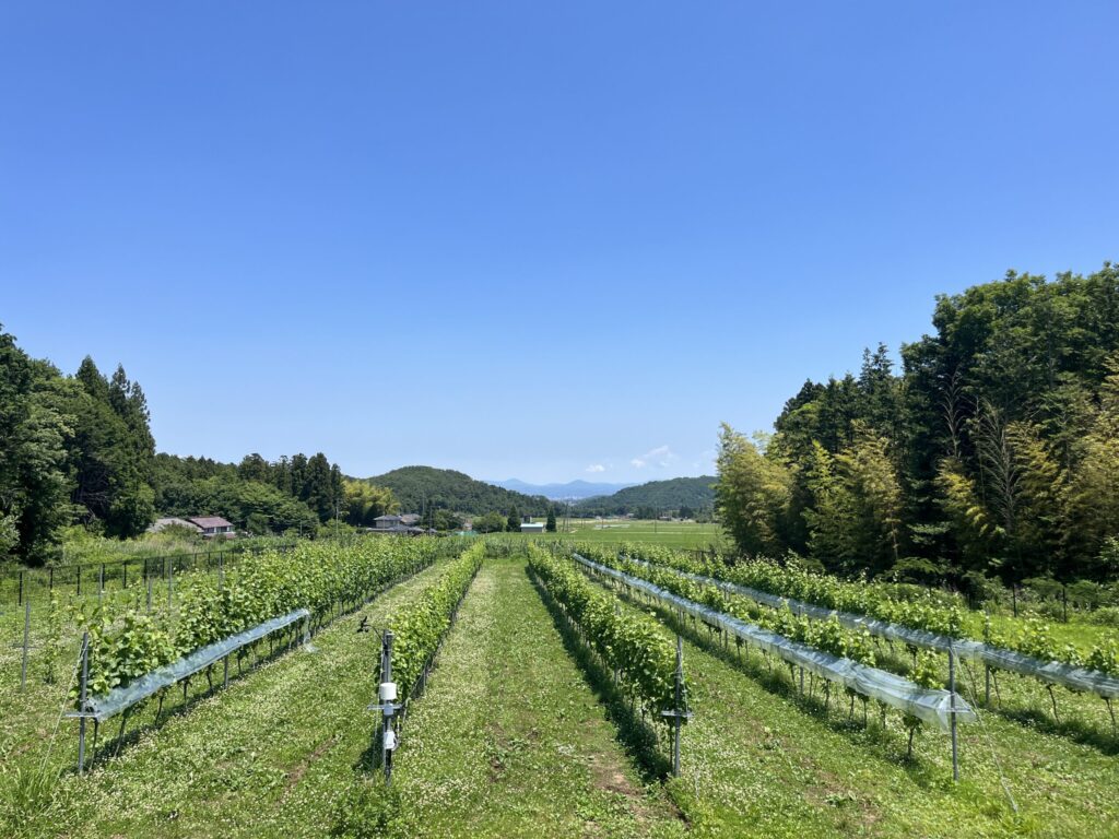 Experience wine culture and more