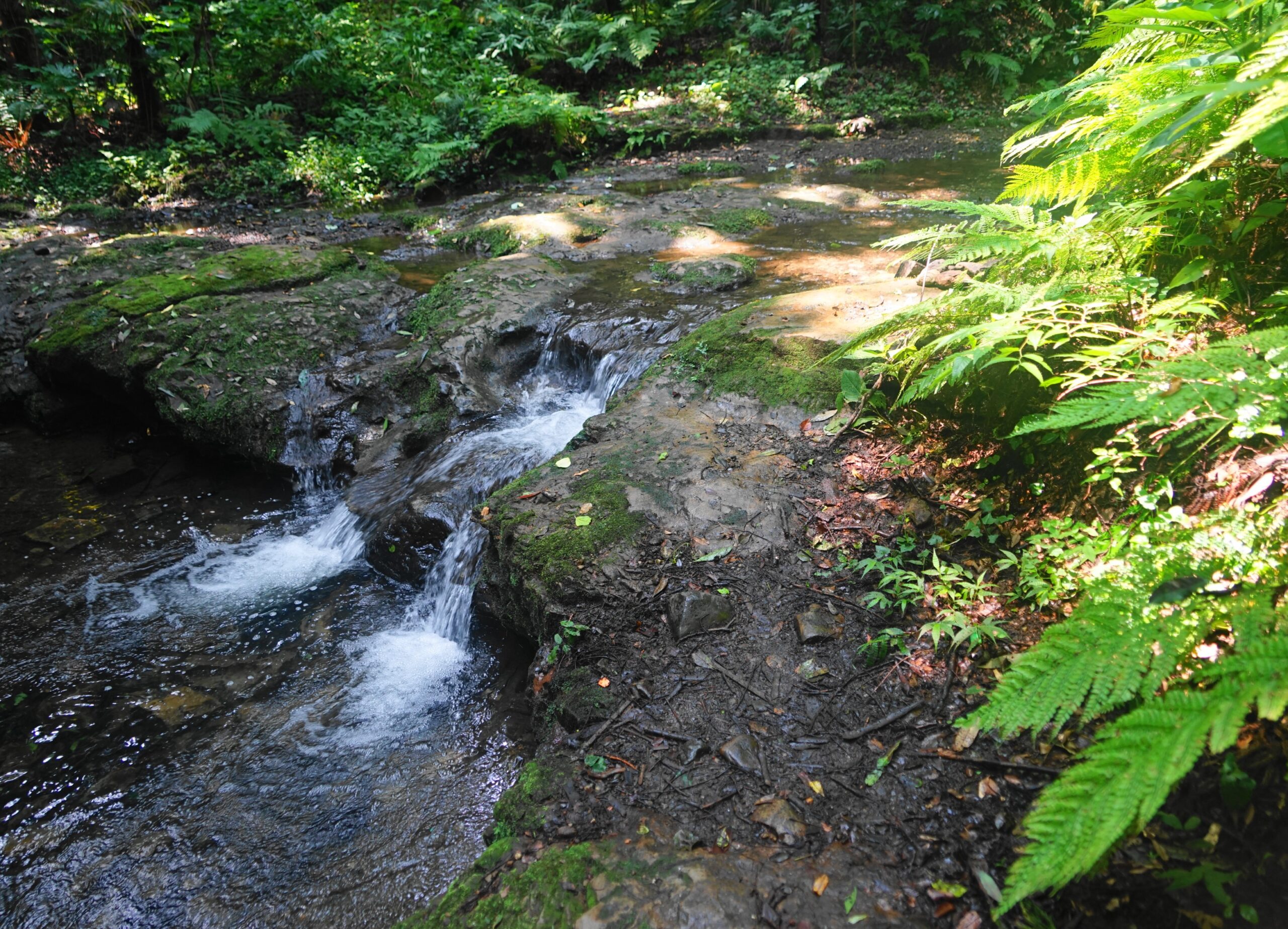 Summer / Tokaido, Nakahara Kaido, Kamakura Kaido / Green Route