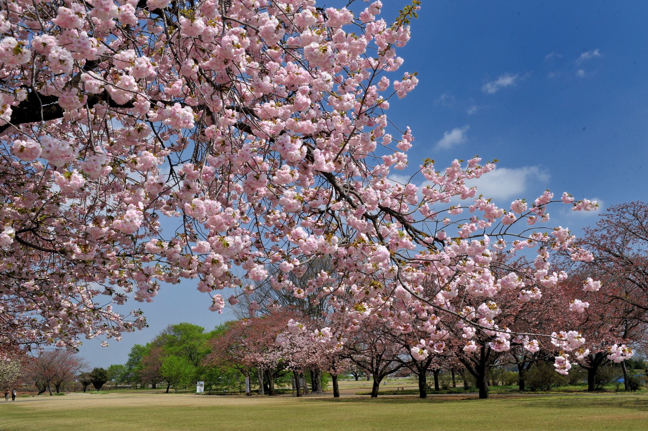 Tenpyo-no-Oka Park